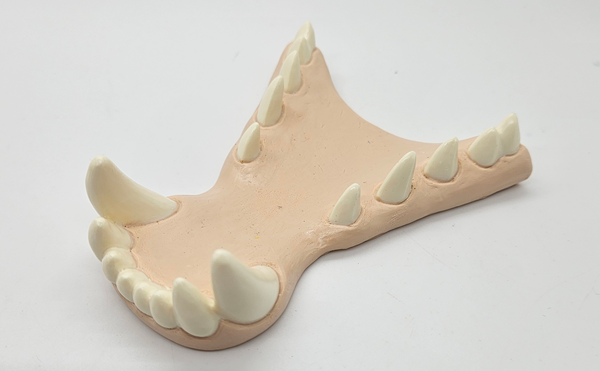 Basic Horned Dragon Jawset