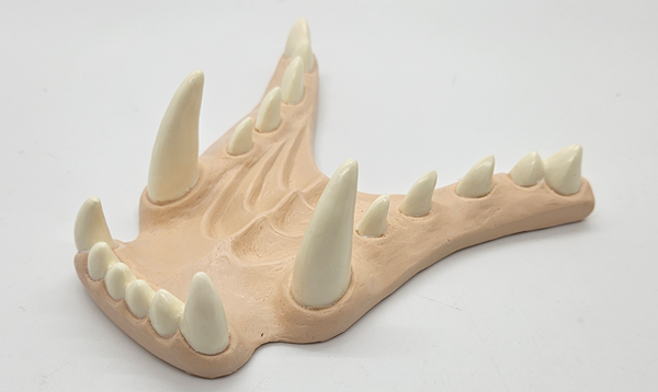 Basic Horned Dragon Jawset