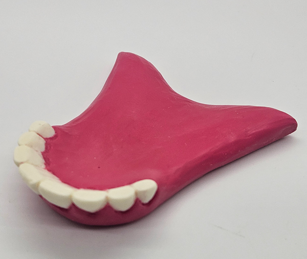 Basic Goat Bottom Jaw