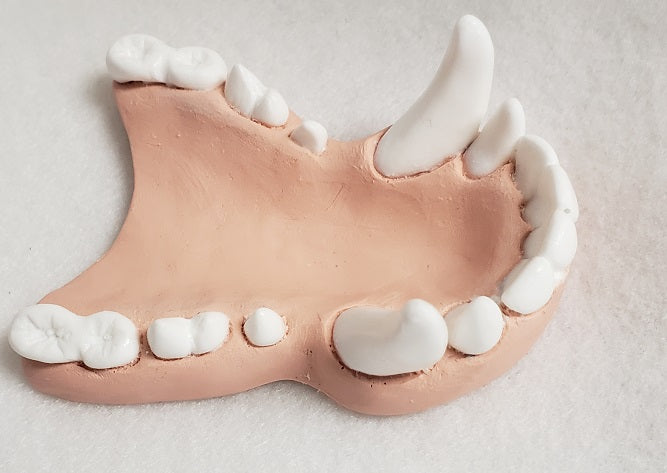 Basic Colored Toony K9 Jawset