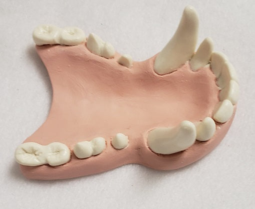 Basic Colored Toony K9 Jawset