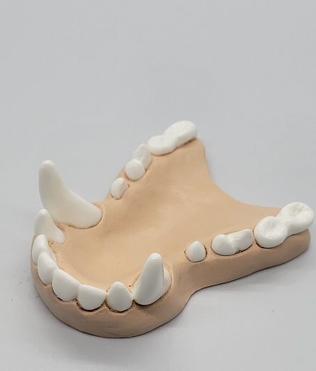 Basic Colored Toony K9 Jawset