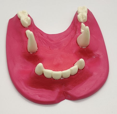 Basic Colored Toony K9 Jawset