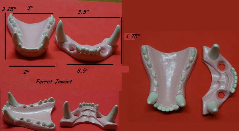 Basic Ferret Jawset