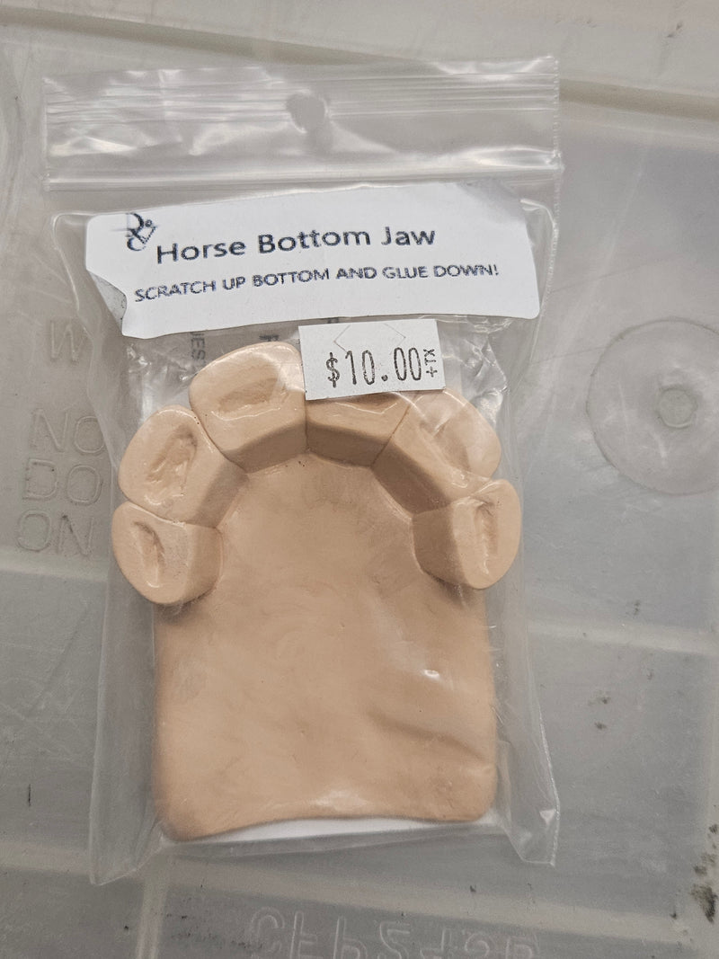 Ready to Ship: Horse Bottom Jaw