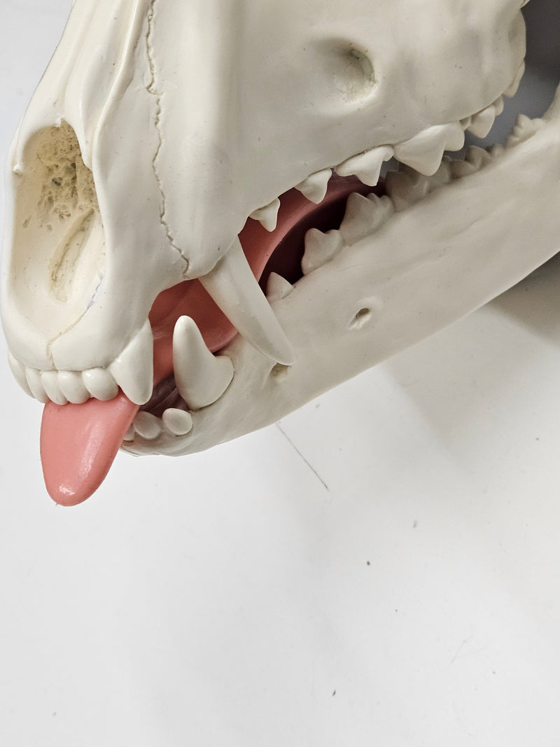 Silicone Skeletal K9 Tongue