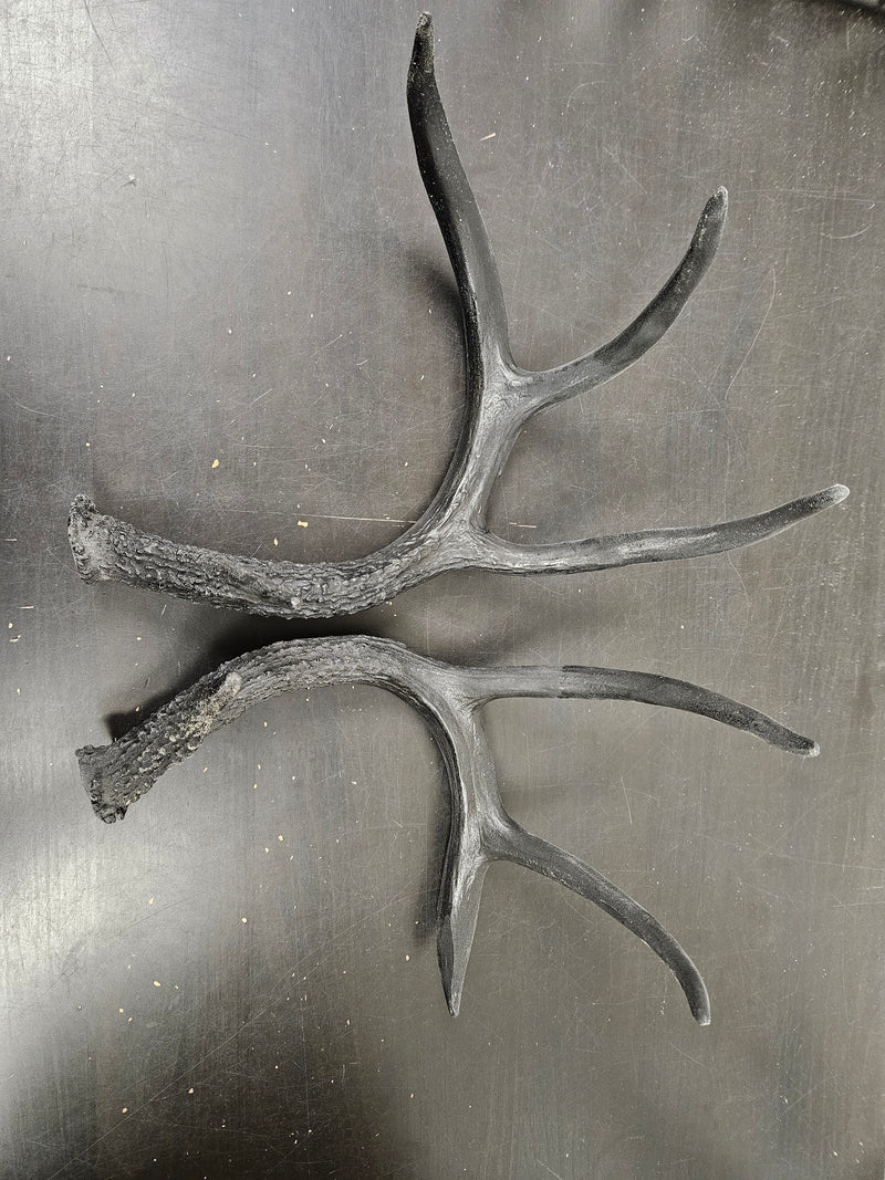 Discounted Item: Horn/Antler sets