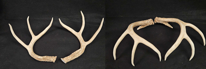 Plastic Opaque Large Whitetail Deer Antlers – DreamVision Creations