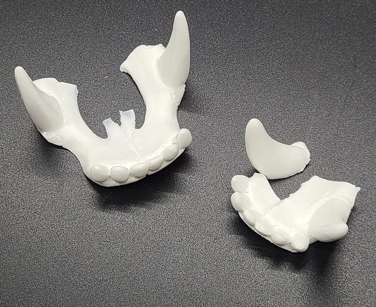 Replacement Skeletal K9 Teeth
