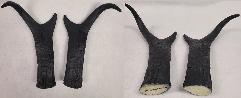 Plastic Opaque Pronghorn Antelope Horns