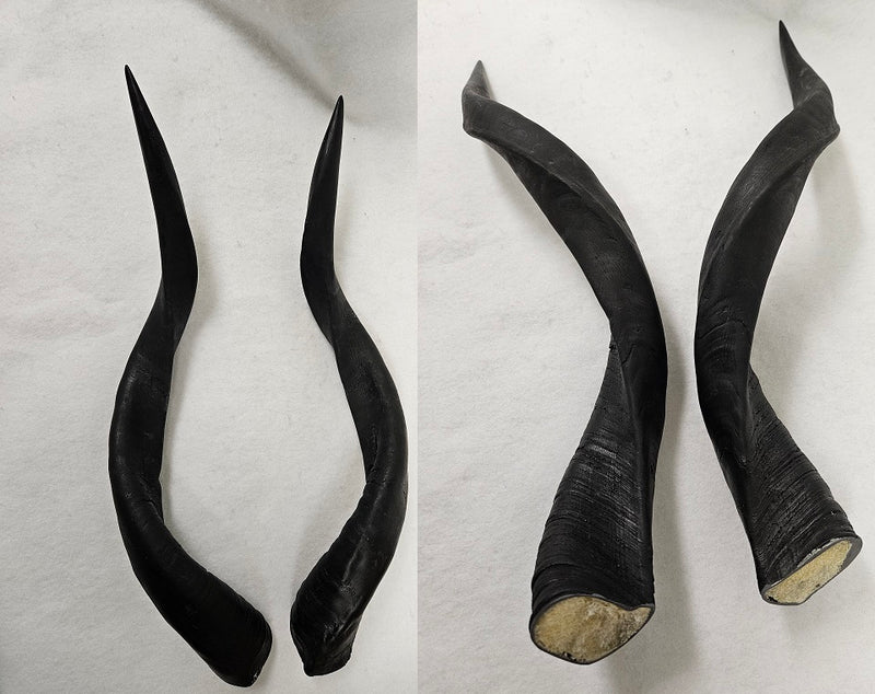 Plastic Opaque Nyala Antelope Horns