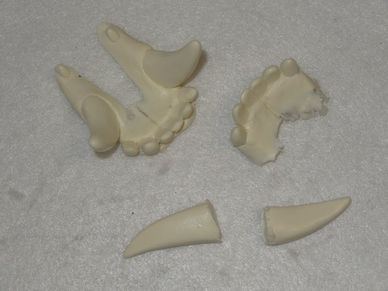 Replacement Skeletal K9 Teeth