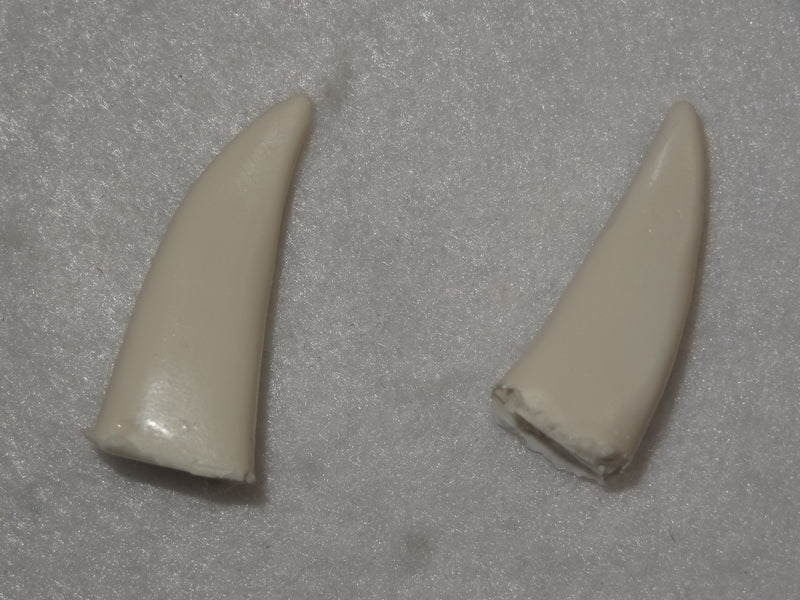 Reemplazo de dientes esqueléticos K9