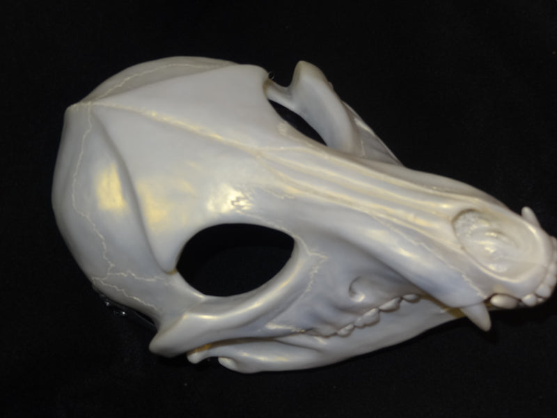 Specialty Cut and Hinged Skeletal K9 Resin Mask Blank
