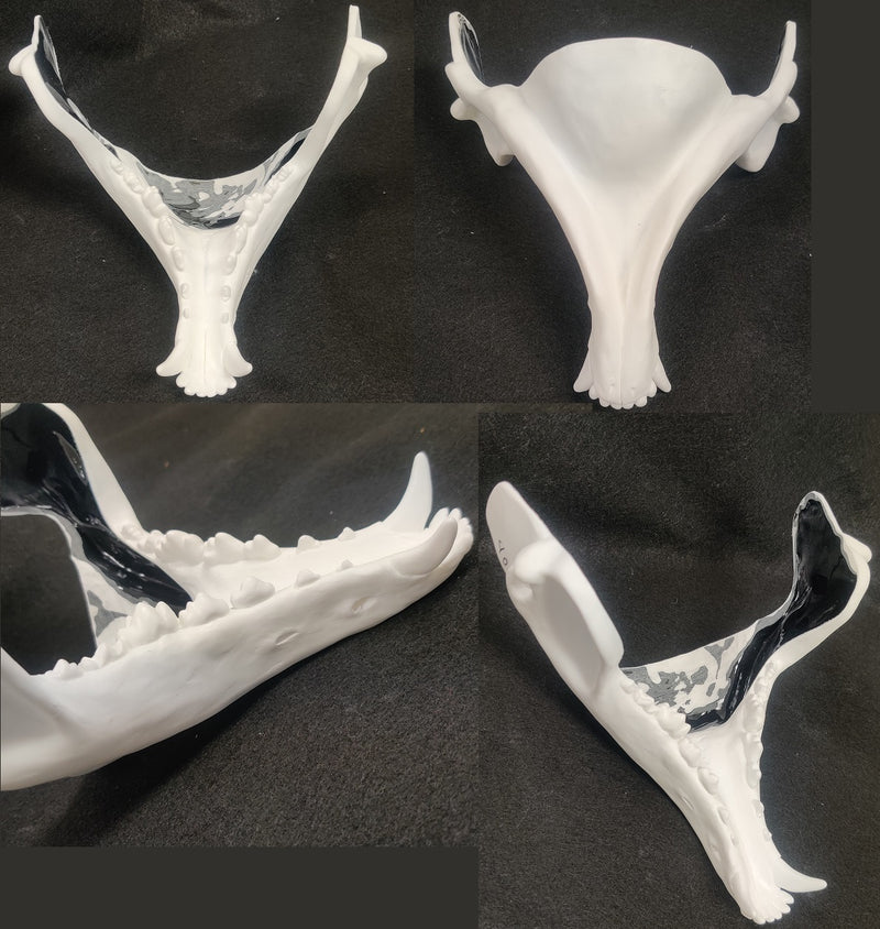 Skeletal K9 Lower Jaw Mask