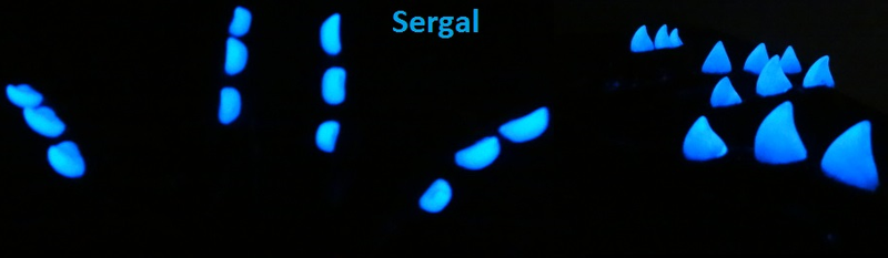 Mandíbula Sergal del Norte de dos colores que brillan en la oscuridad