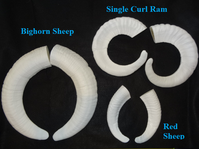 Plastic Opaque Single Curl Ram Horns