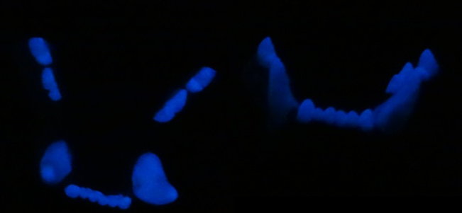 Two Colored Glow in the Dark Small Feline Jawset